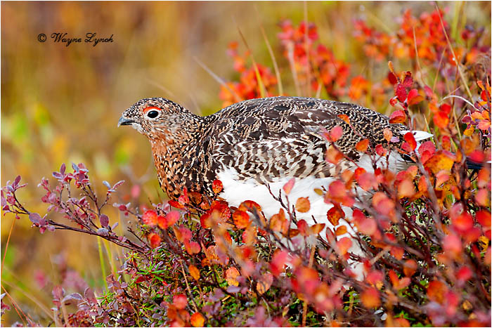 Willow Ptarmigan by Dr. Wayne Lynch &copy;